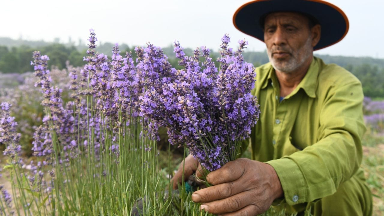 Lavender flowers harvesting in Sirhama area of Bijbehara Anantnag