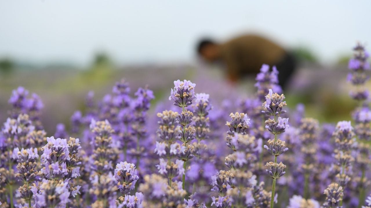 Lavender flowers harvesting in Sirhama area of Bijbehara Anantnag