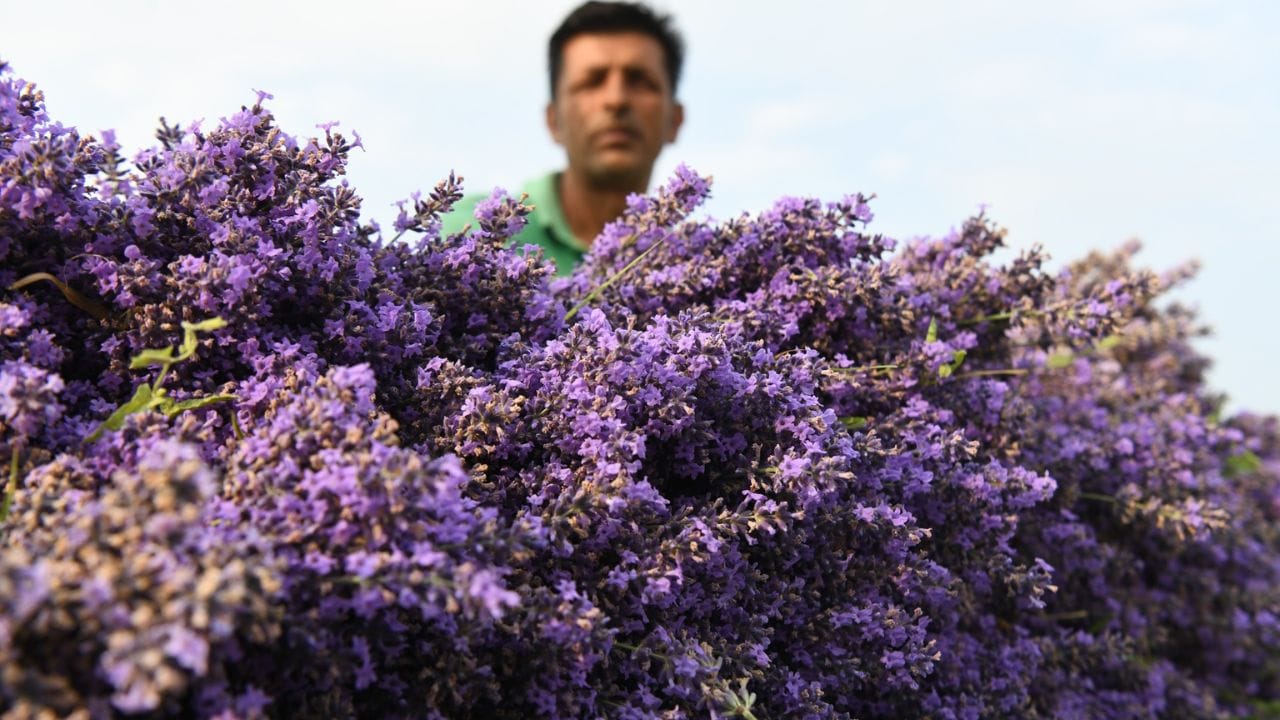 Lavender flowers harvesting in Sirhama area of Bijbehara Anantnag
