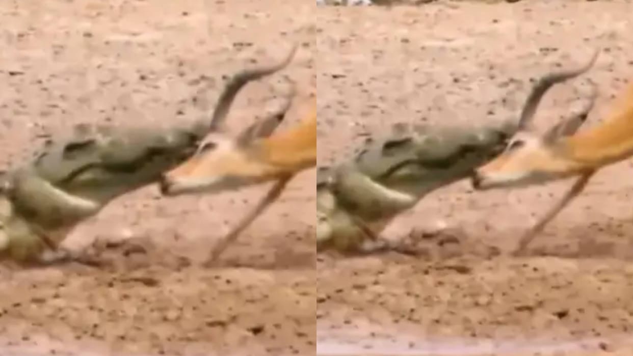 The animal was acting smart in front of the crocodile the King of Water made it his food video Viral