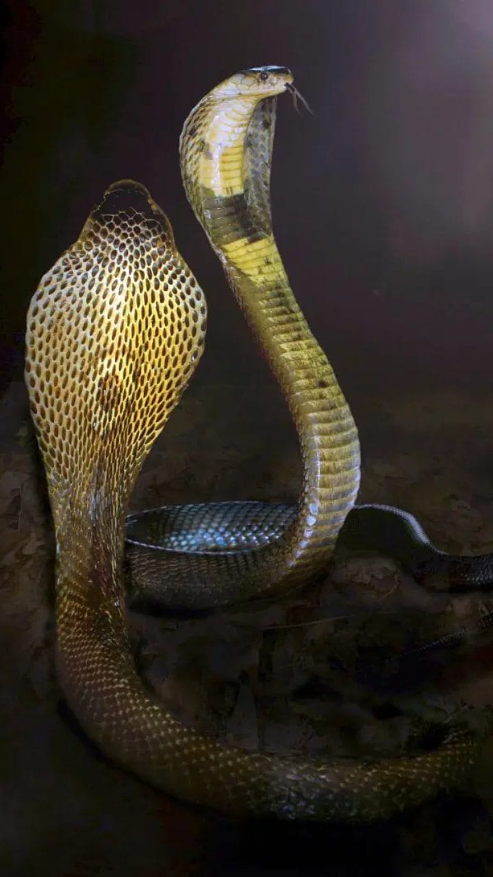 Jhansi: A pair of snakes bit a woman, she died during treatment, the accident happened while cutting fodder