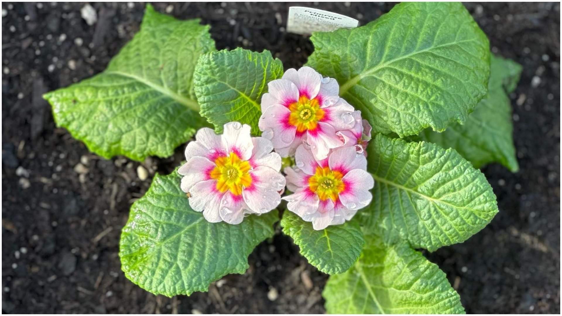 Summer Gardening Tips Balcony Flower Plants bloom in Summer Heat at Home