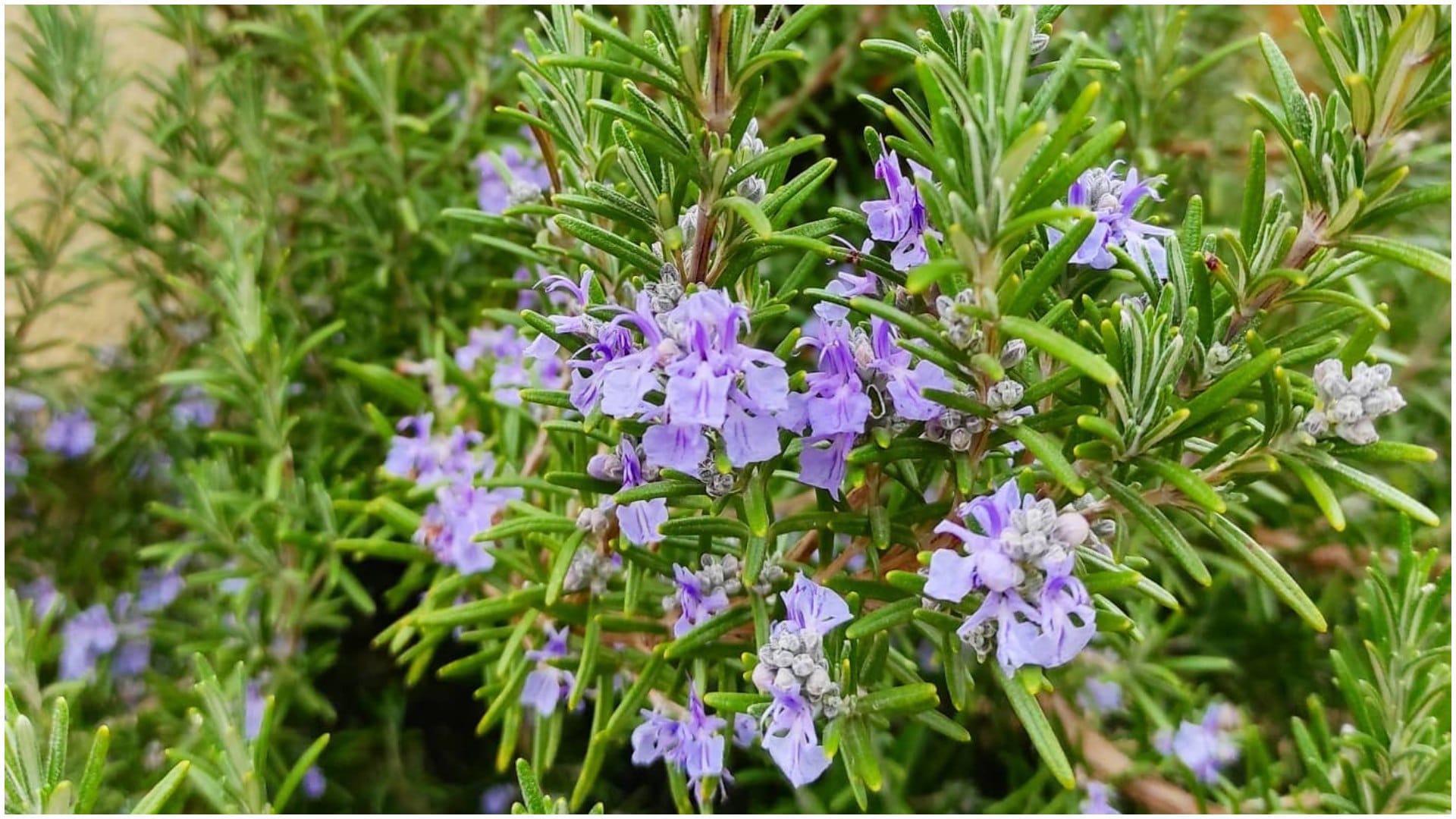 Summer Gardening Tips Balcony Flower Plants bloom in Summer Heat at Home