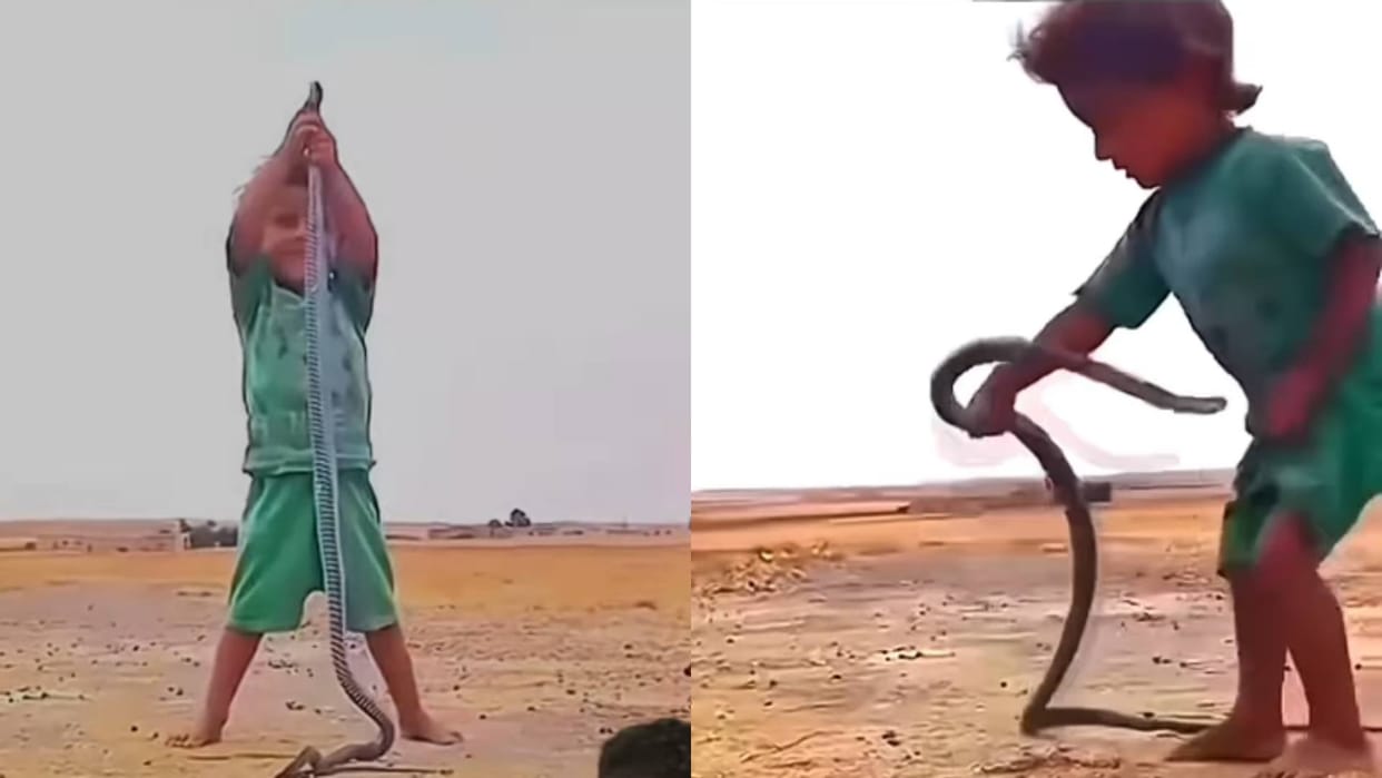 A child was catching a snake thinking it was a toy he pressed the head of the snake with its hood Video Viral