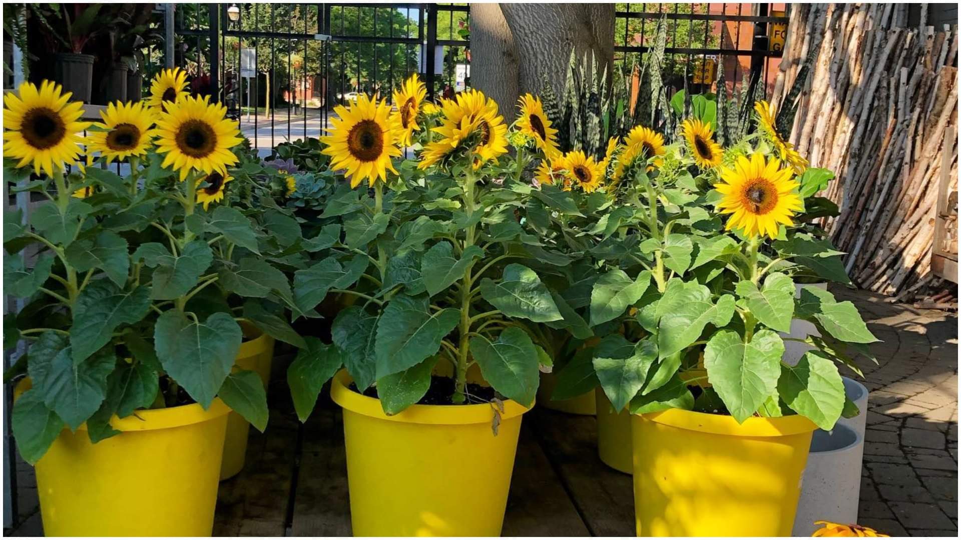 Summer Gardening Tips Balcony Flower Plants bloom in Summer Heat at Home