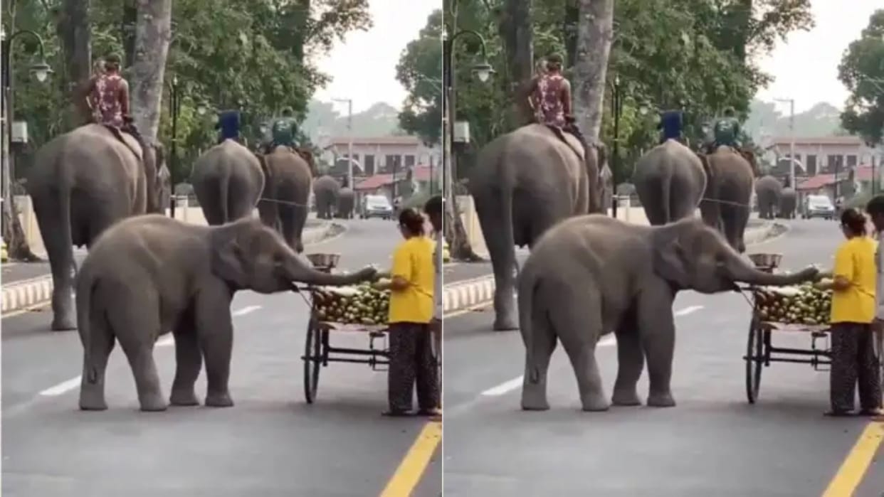 Little elephants mischief when he got hungry he picked up sugarcane from the cart and started running away