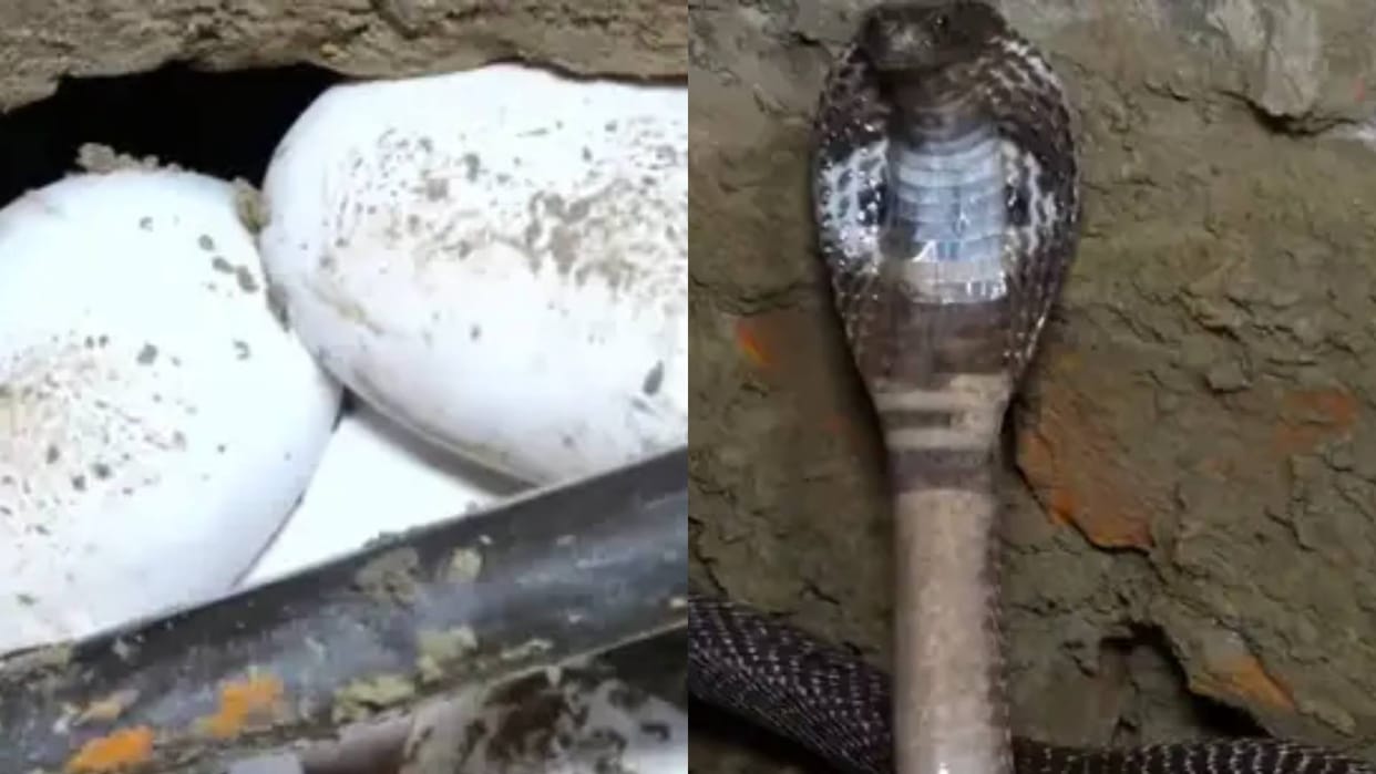 Snake catcher found a 25 year old female snake when he dug further he found a pile of eggs video goes viral