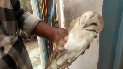 UP: Australian owl settled on the roof of a house, crowd gathered to see it