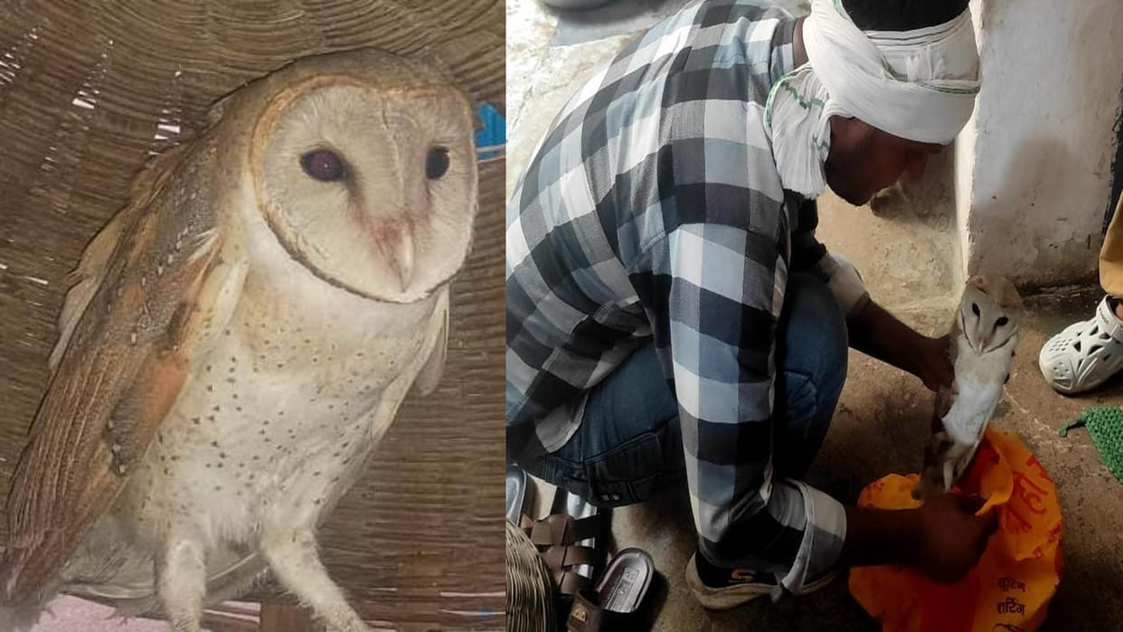 UP: Australian owl settled on the roof of a house, crowd gathered to see it