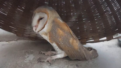 UP: Australian owl settled on the roof of a house, crowd gathered to see it