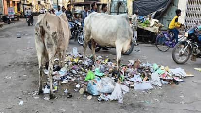 कूड़े के ढेर में चारा तलाशते गोवंश