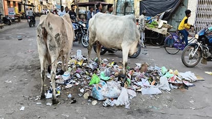 कूड़े के ढेर में चारा तलाशते गोवंश