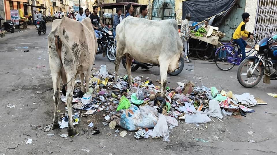 Cows are wandering, cow shed built at a cost of Rs. 120 crores is locked