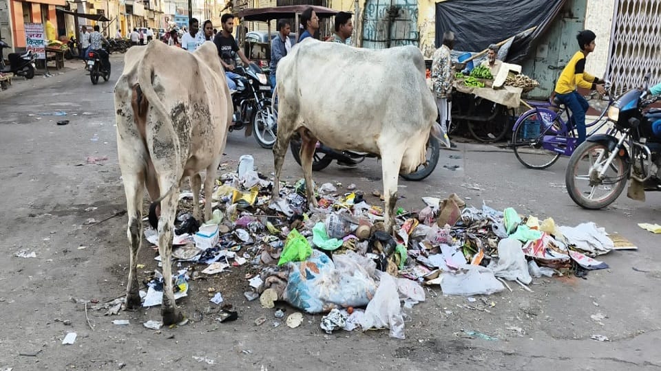 Cows are wandering, cow shed built at a cost of Rs. 120 crores is locked