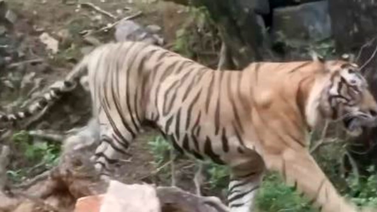 Sawai Madhopur News: Tiger Sighting on Trinetra Ganesh Route Sparks Panic, Big Cat Roams for 20 Minutes