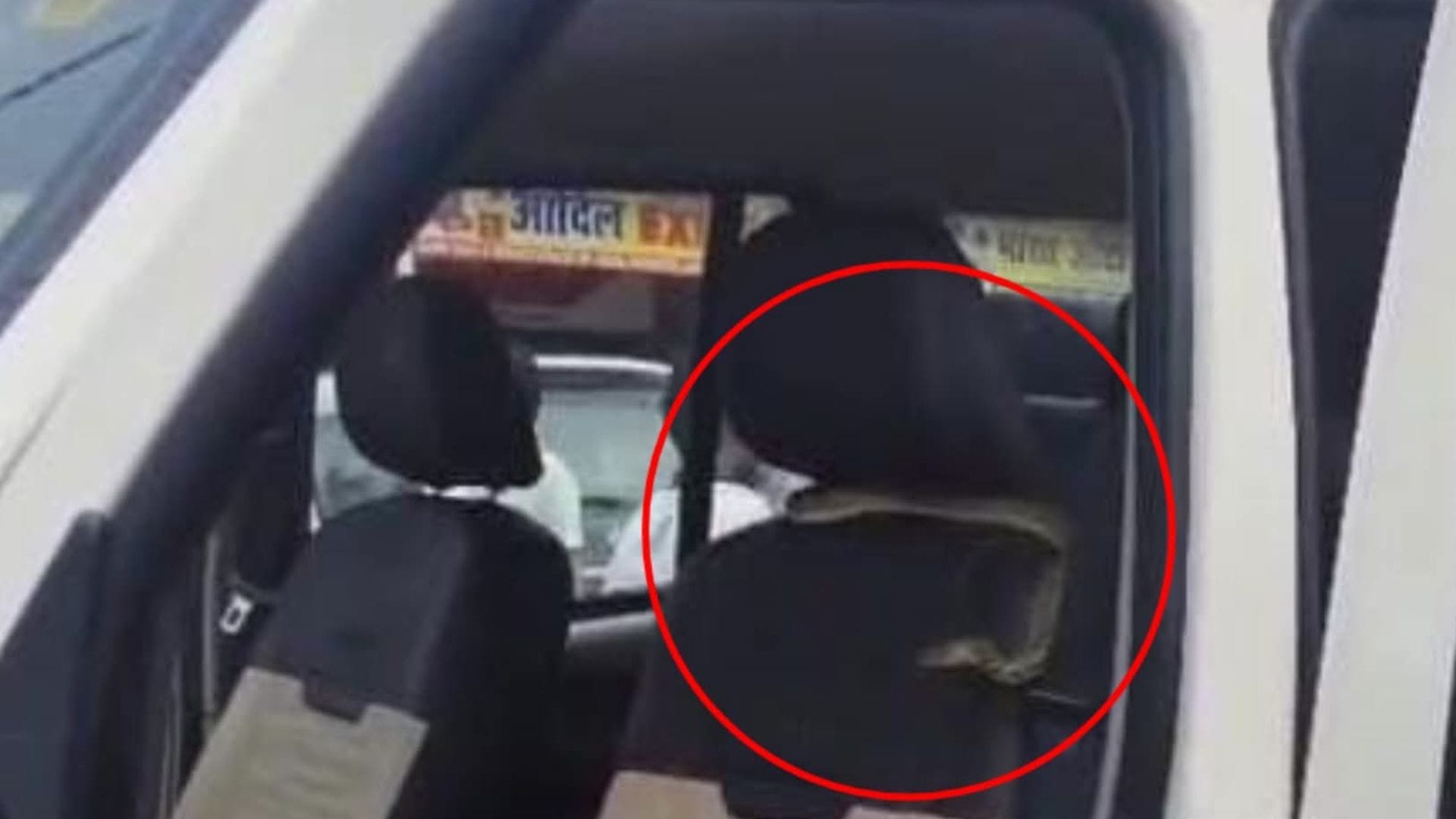सांप निकल आने से मची अफरातफरी