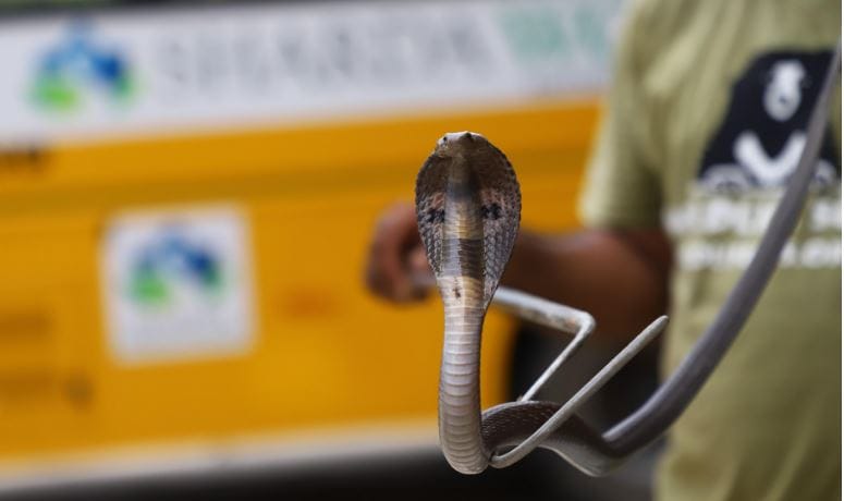 Snakes coming out risk raised during monsoon