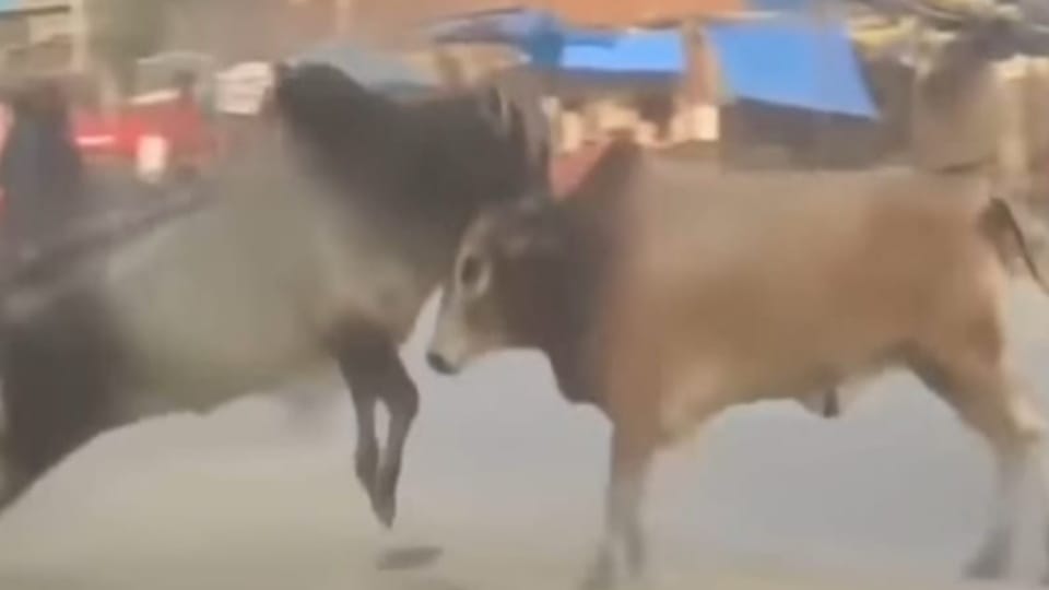 Baghpat: Stray bull hits Jain Sadhvi in Baraut, locals rush her to hospital in critical condition