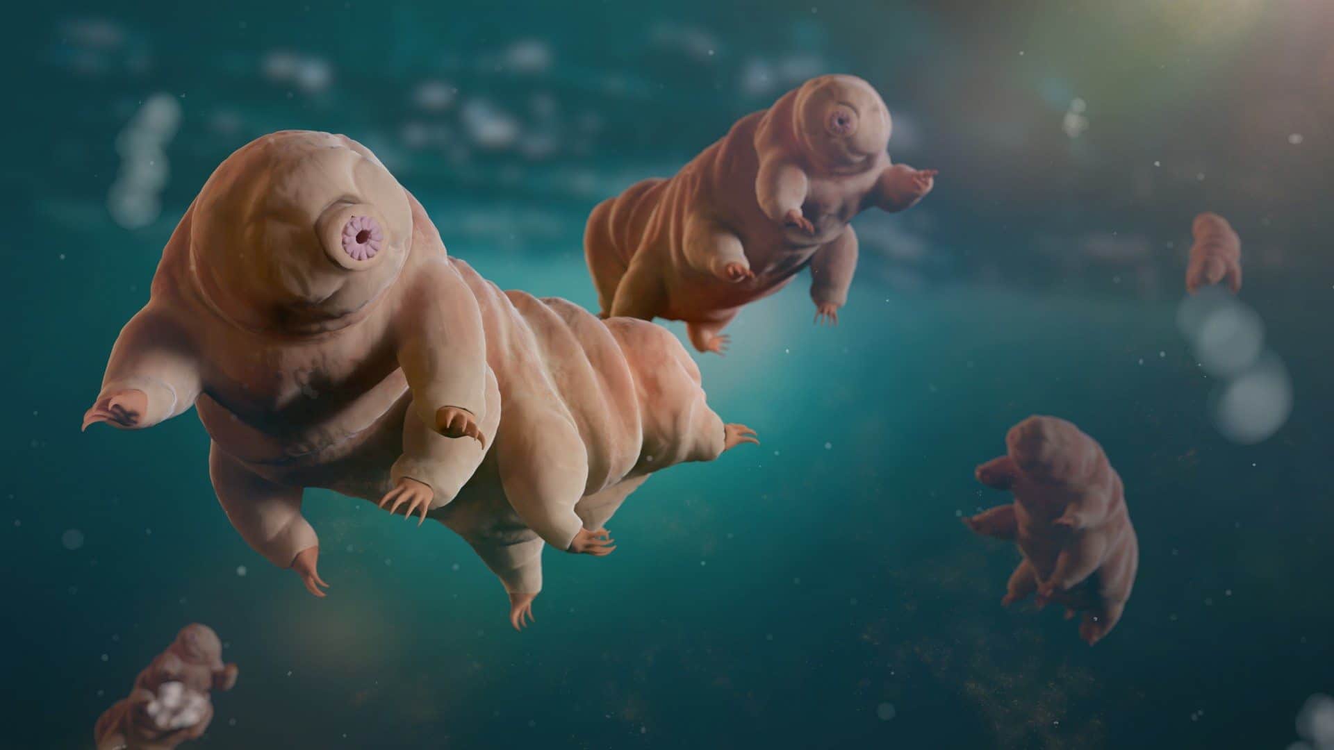 axiom mission 4 why did shubhanshu shukla takes tardigrade creature with him to space