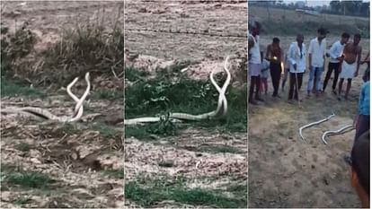 UP: खेत में नाग-नागिन के जोड़े का जोरदार 'डांस'... ग्रामीणों ने पहले उठाया लुत्फ, फिर कर डाला महापाप pair of snakes performed a vigorous 'dance' in the field villagers first enjoyed then committed a heinous sin