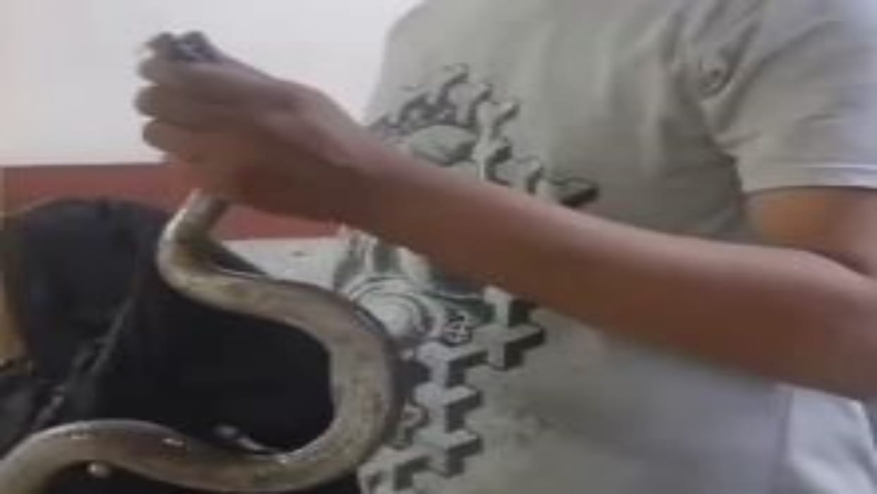 Rajasthan News: Drama in Hospital as Man Walks into Emergency with Snake in Bag, Says- This One Bit Me