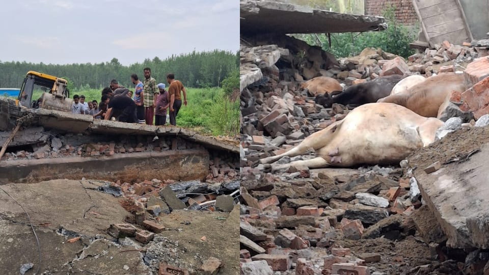 Roof of cowshed collapsed more than 20 cows died in Hoshiarpur