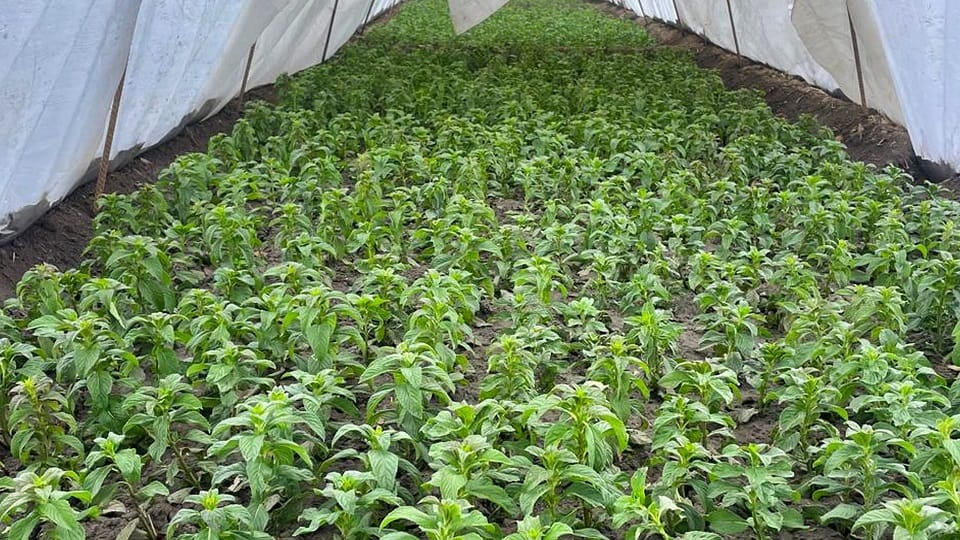 Now the mentha crop will be ready in 90 days, not 130