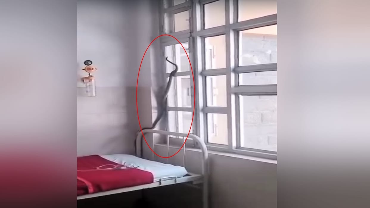 seven feet long snake appeared near the operation theatre of Regional Hospital Kullu, panic among the staff,