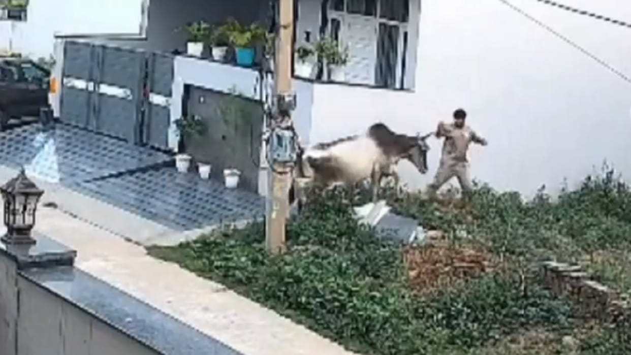Terror of stray animals in Rewari: A cow trampled a young man in Sector 4