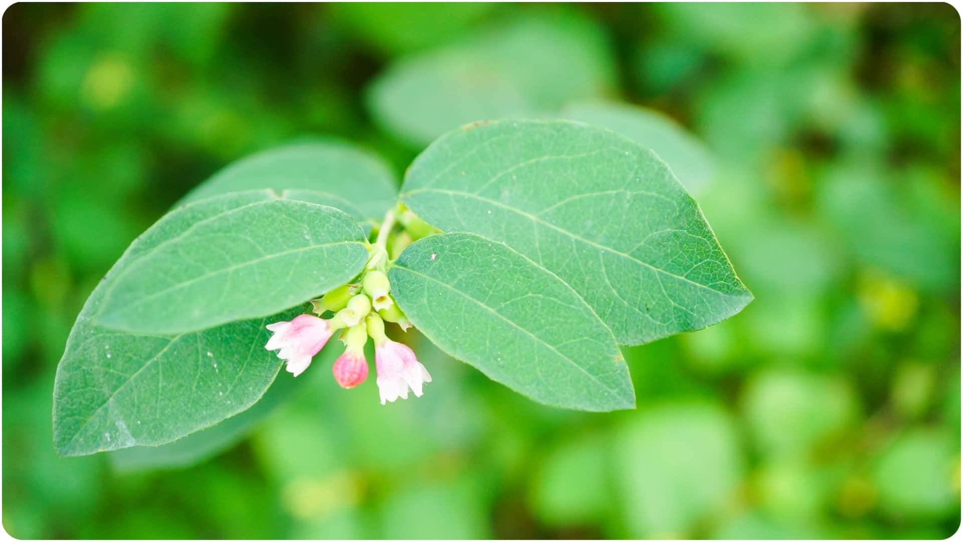 gymnema sylvestre gudmar diabetes killer diabetes me gudmar ke fayde in hindi