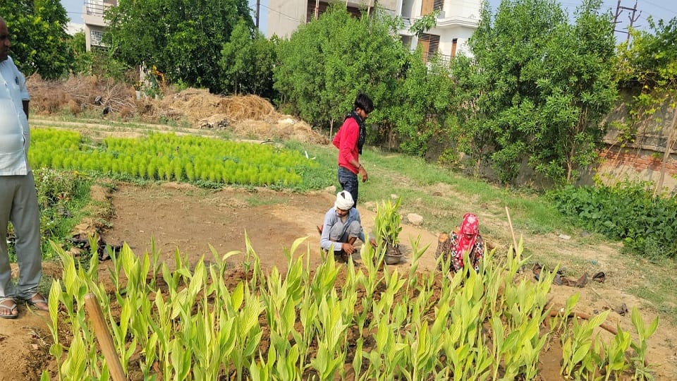 Municipal Corporation will plant trees in 100 parks residents of the area will take care of them