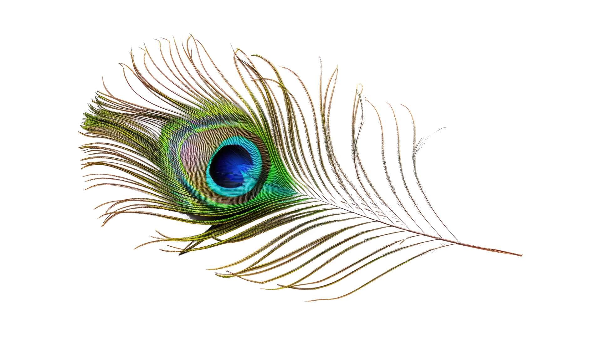 Vastu Tips peacock feather to attract money and success where to keep peacock feather as per vastu