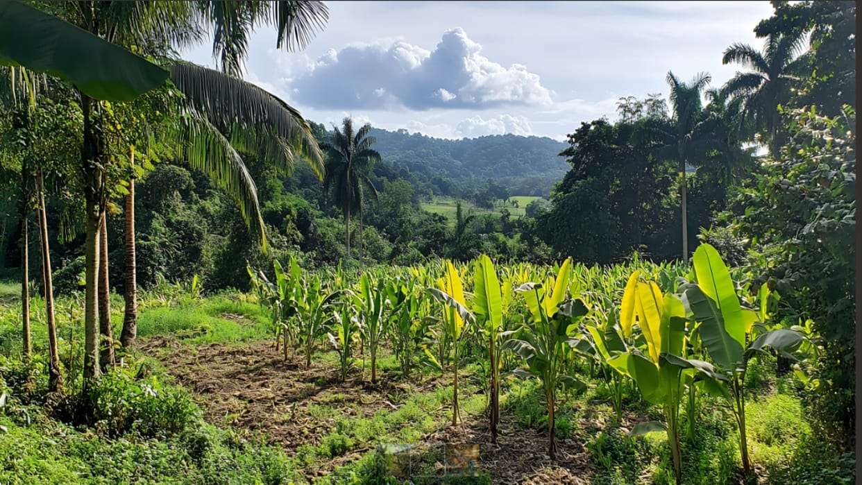 Big step to promote agroforestry, draft rules issued for felling trees on agricultural land