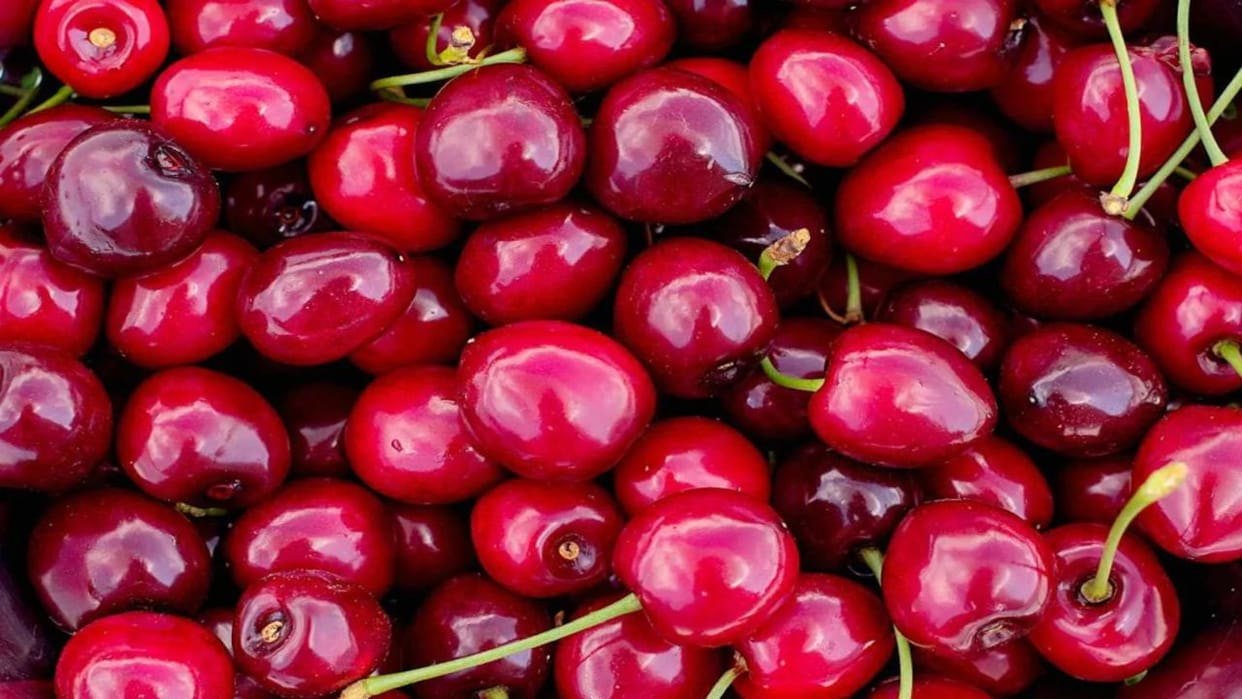 Shimla News Cherry production decreased in Shimla 1.75 lakh boxes less reached the mandi