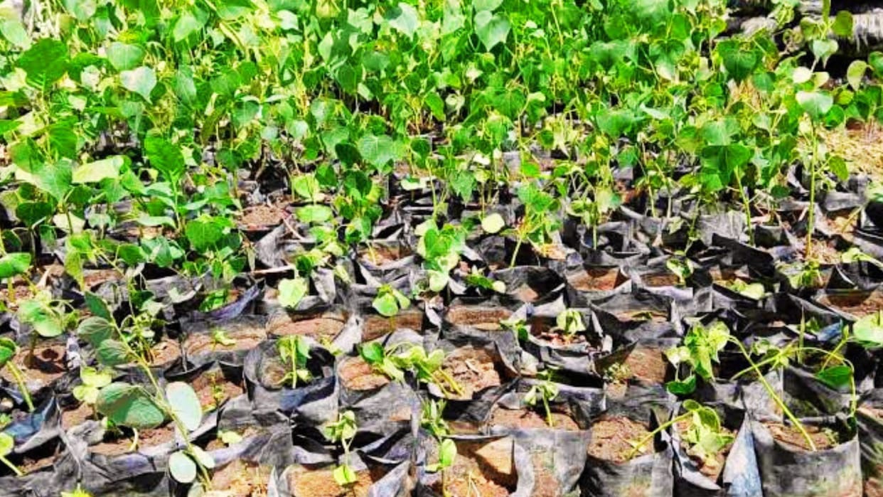 Vermilion Tree Demand increased 70 thousand sold in 30 days in varanasi disease is effective in treating