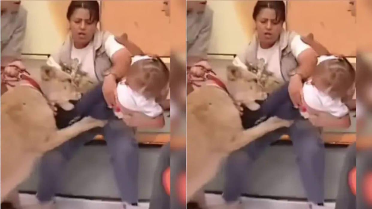 The girl was playing in her mothers lap then a hungry lion pounced on her Video goes Viral