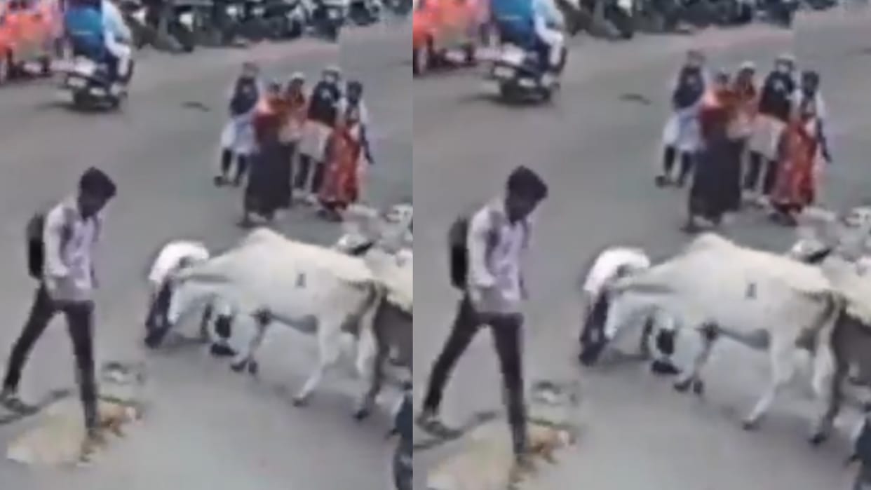 Viral Video Cow and bulls attacked an old man crushed to death in malegaon maharashtra