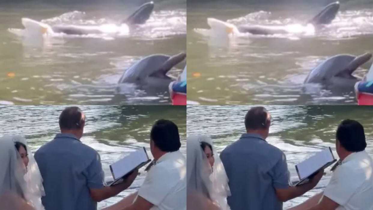 Dolphin brought the wedding ring from inside the pond Video goes Viral on Internet see netizens reaction