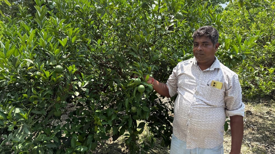 UP Farmers Turn to Apple Ber Dragon Fruit and Mosambi Cultivation for Massive Profits UP Agriculture News