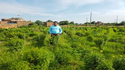 UP Farmers Turn to Apple Ber Dragon Fruit and Mosambi Cultivation for Massive Profits UP Agriculture News