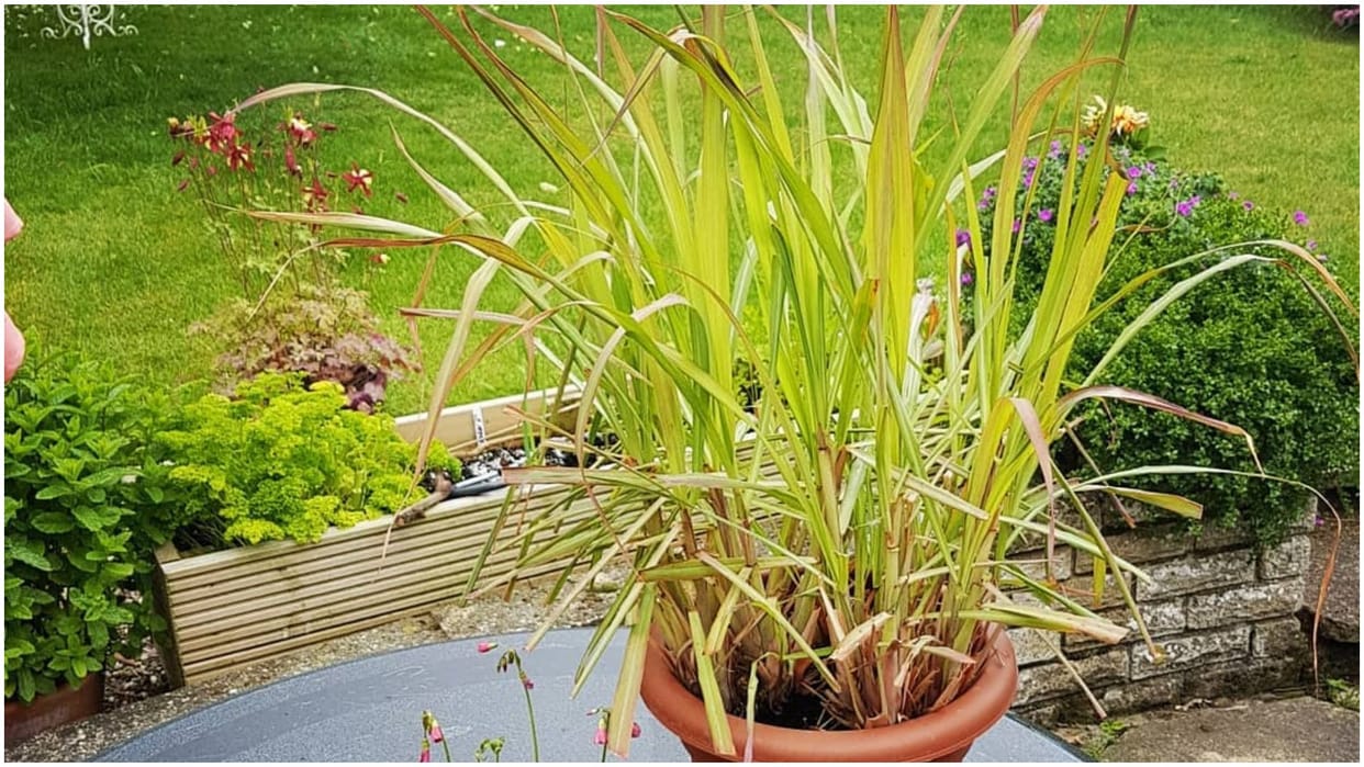 anti snake plants for garden To Keep Snakes Away Naturally in hindi
