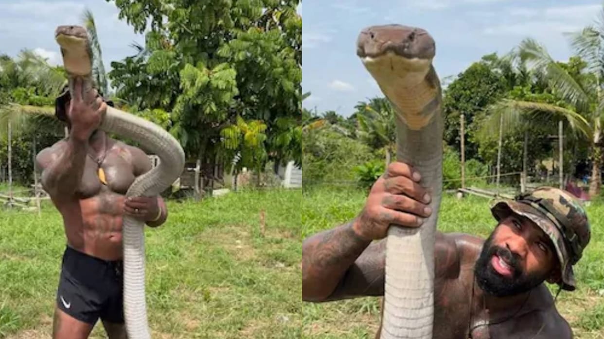 A man was standing without any panic holding the most poisonous king cobra in his hand Video goes Viral