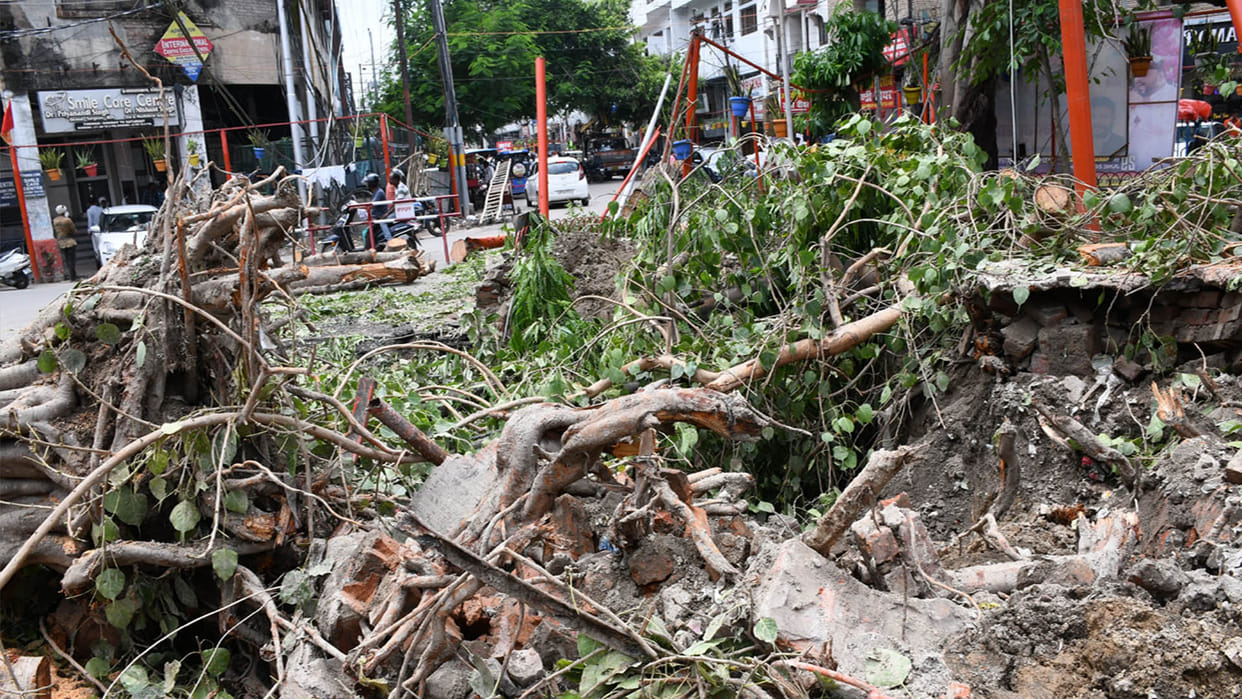 Kanpur: Three trees which were obstructing the digging were cut