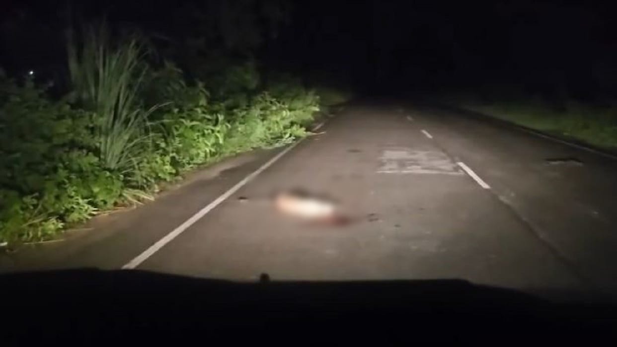 Leopard dies in accident on Bhira-Lakhimpur highway in Lakhimpur Kheri
