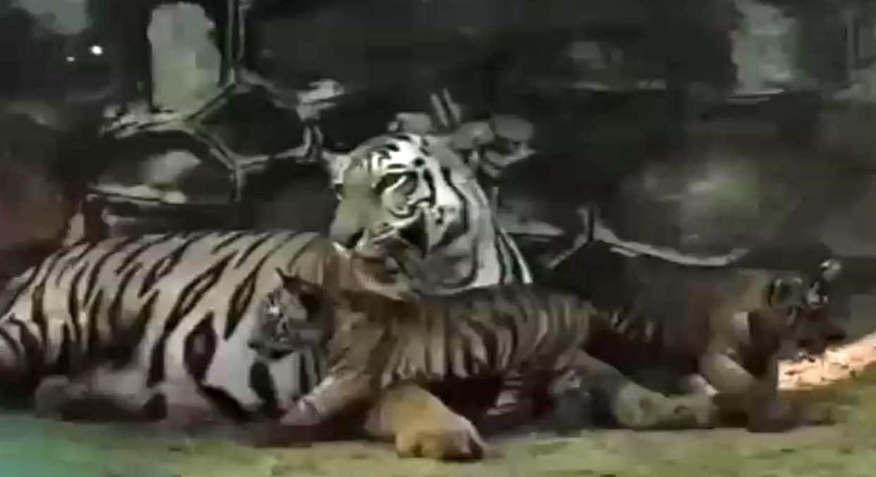 Jaipur Special: First Glimpse of Tigress Rani’s Cubs in Nahargarh, Tiny Paws Take Their First Steps into Wild