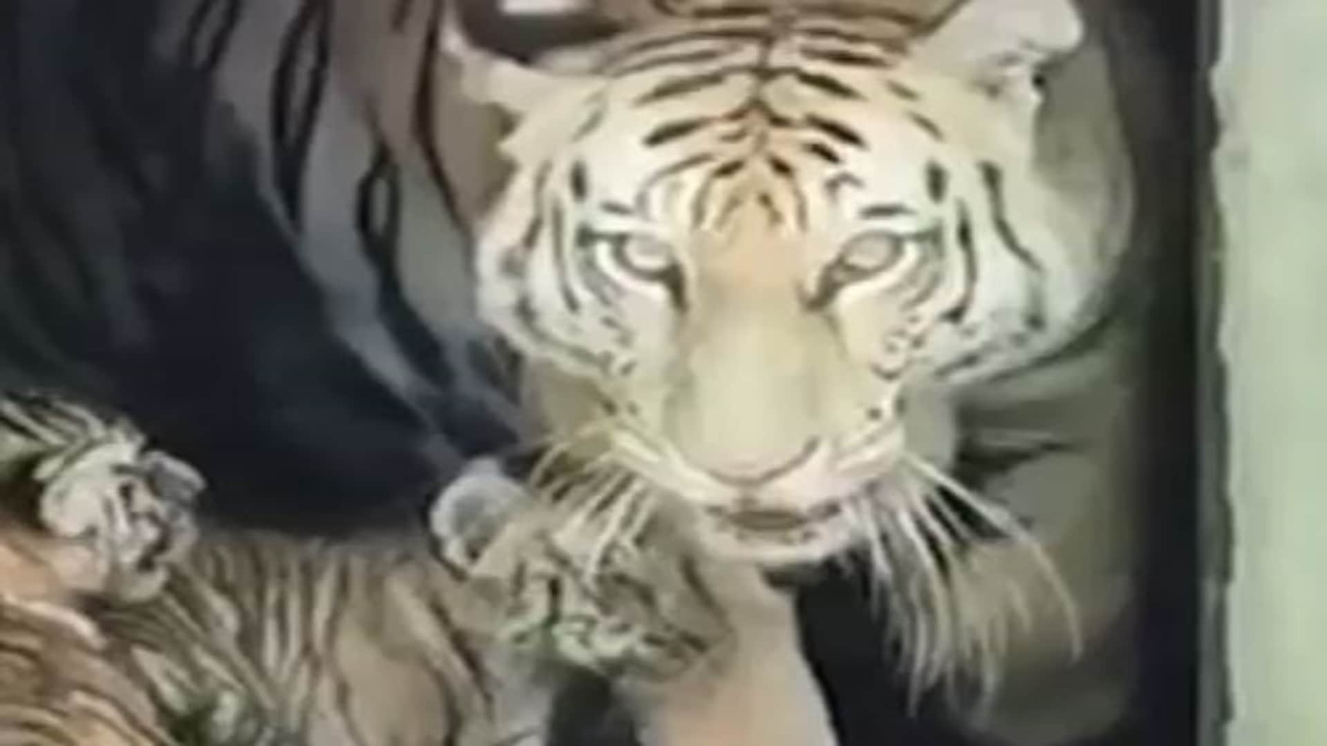 Jaipur Special: First Glimpse of Tigress Rani’s Cubs in Nahargarh, Tiny Paws Take Their First Steps into Wild