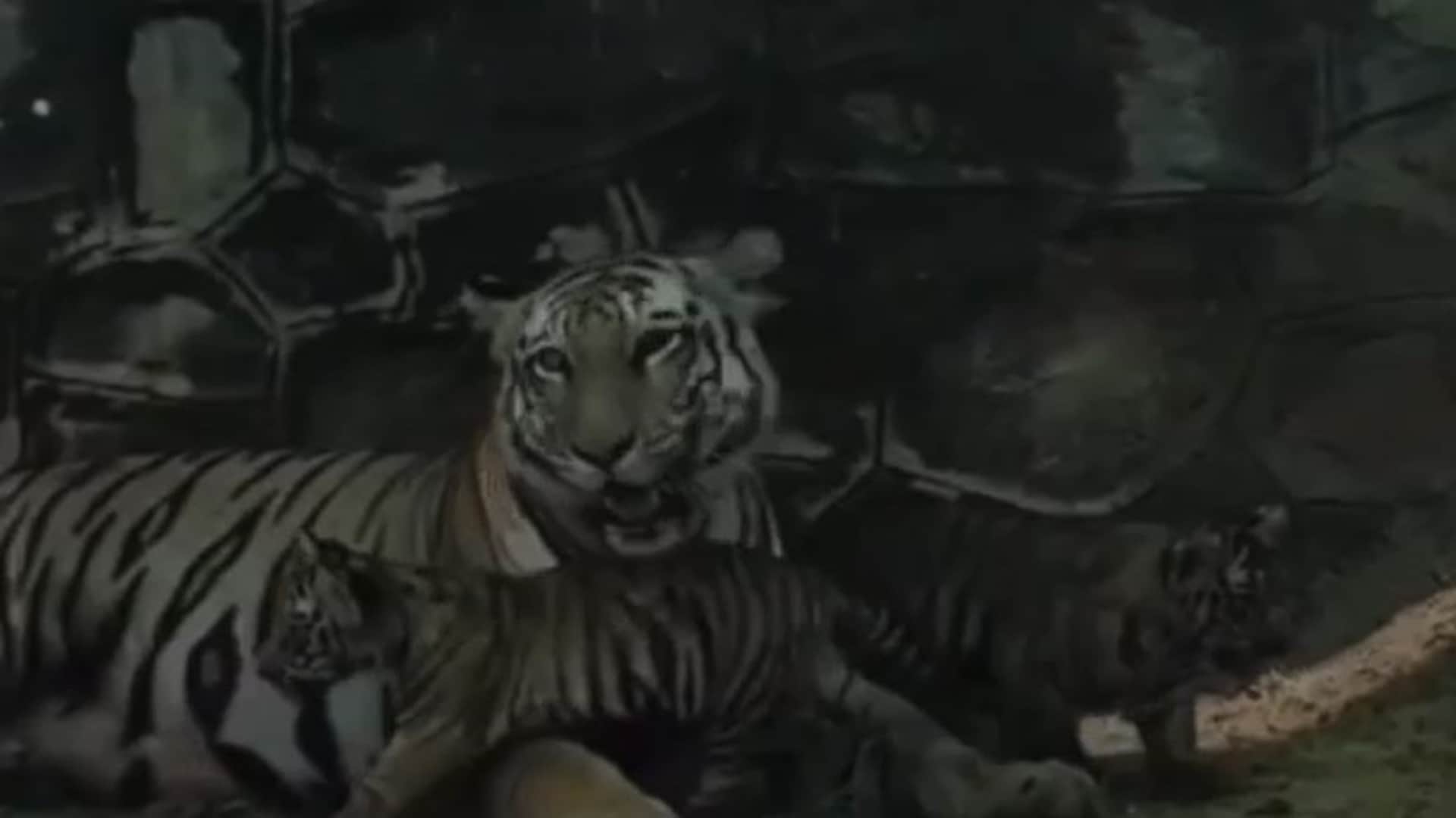 Jaipur Special: First Glimpse of Tigress Rani’s Cubs in Nahargarh, Tiny Paws Take Their First Steps into Wild