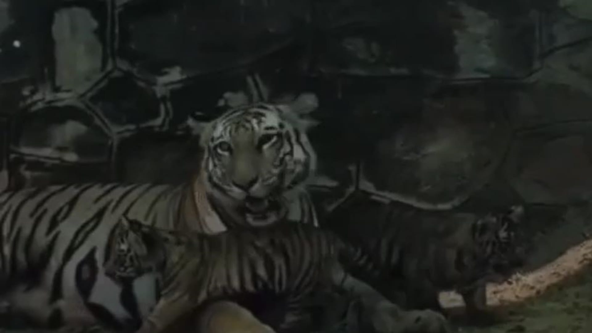 Jaipur Special: First Glimpse of Tigress Rani’s Cubs in Nahargarh, Tiny Paws Take Their First Steps into Wild