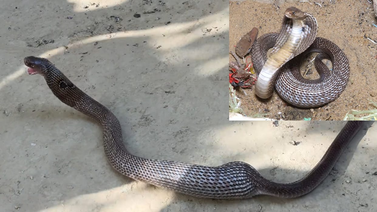 Saanp Ka Video Cobra Swallowed A kitten Alive billi ke Bachhe ko jinda Nigal Gya Saanp