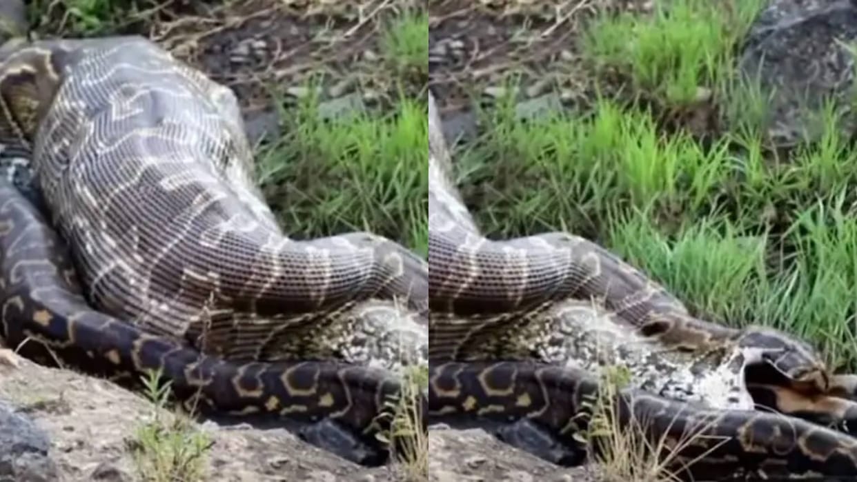 A big python swallowed a live goat when the life was in danger it was time to spit it out Video goes Viral